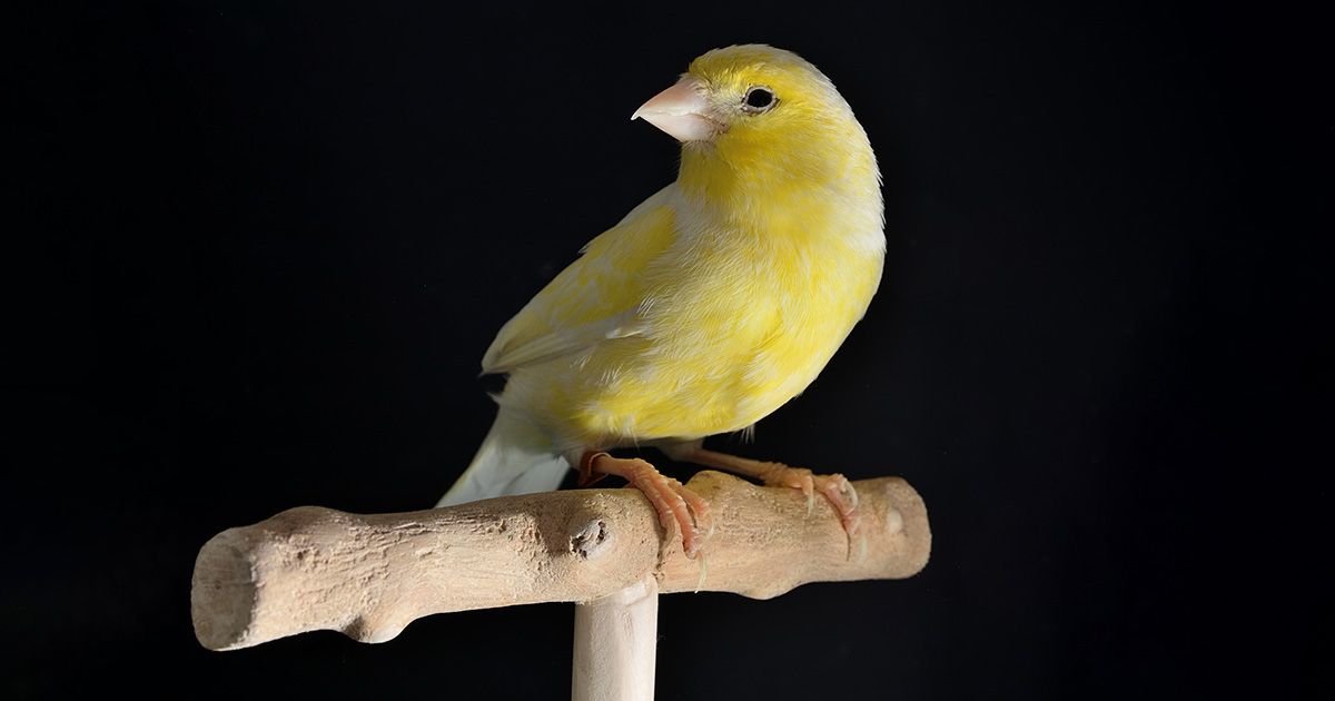 The Canary in the Coalmine