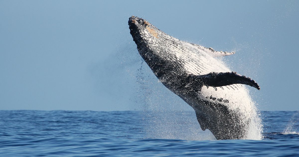 Bitcoin Whales Drive Network Traffic to an All-Time High